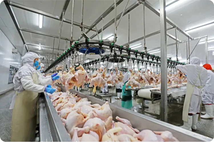 Chicken processing plant