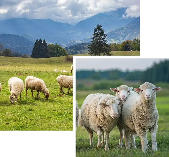 North America’s Largest Lamb Processor
