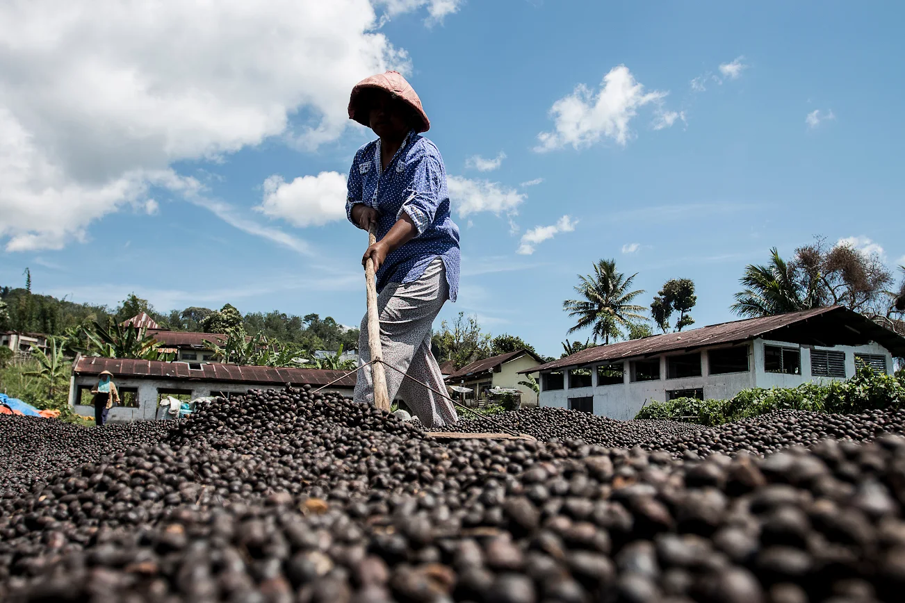coffee drying process