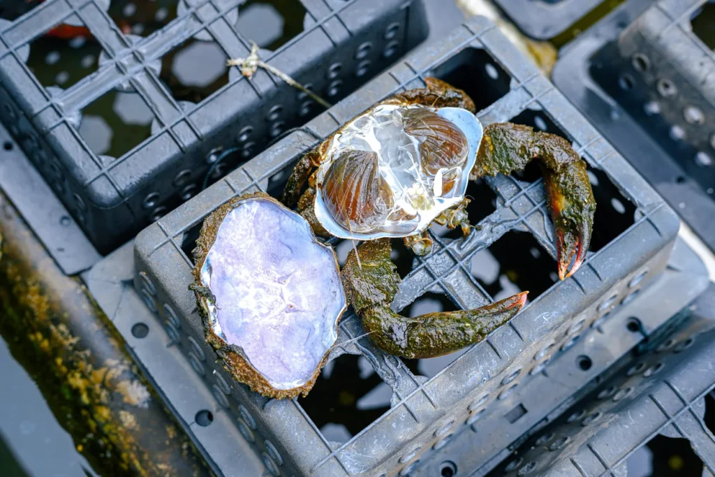 crab processing