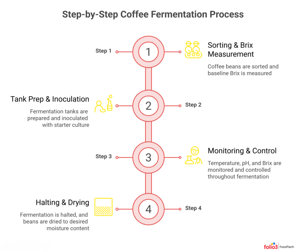 Step-by-Step Coffee Fermentation Process 