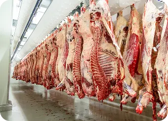 Beef Processing
