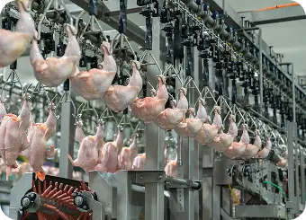 Poultry